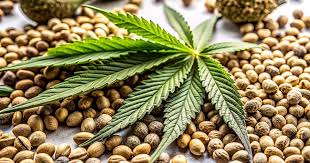 Exploring the Best Options for Marijuana Seeds Texas