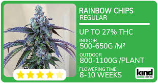Exploring the Best Options for Marijuana Seeds Texas